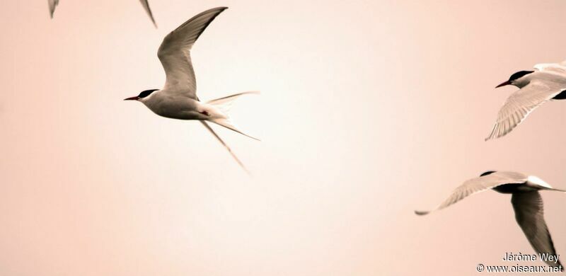 Arctic Tern