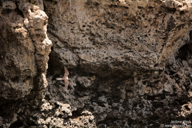 Bridled Tern