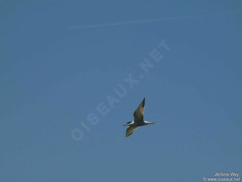 Common Tern