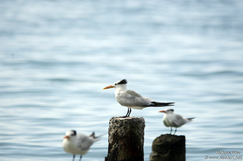 Royal Tern