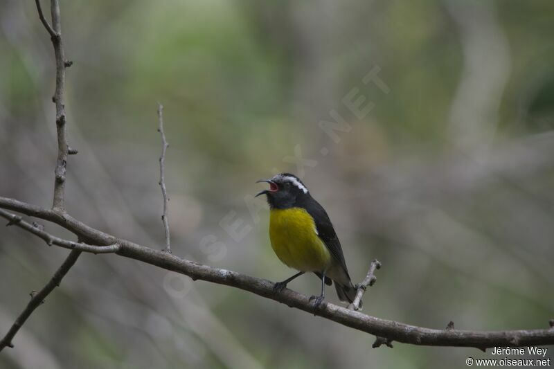 Sucrier à ventre jaune