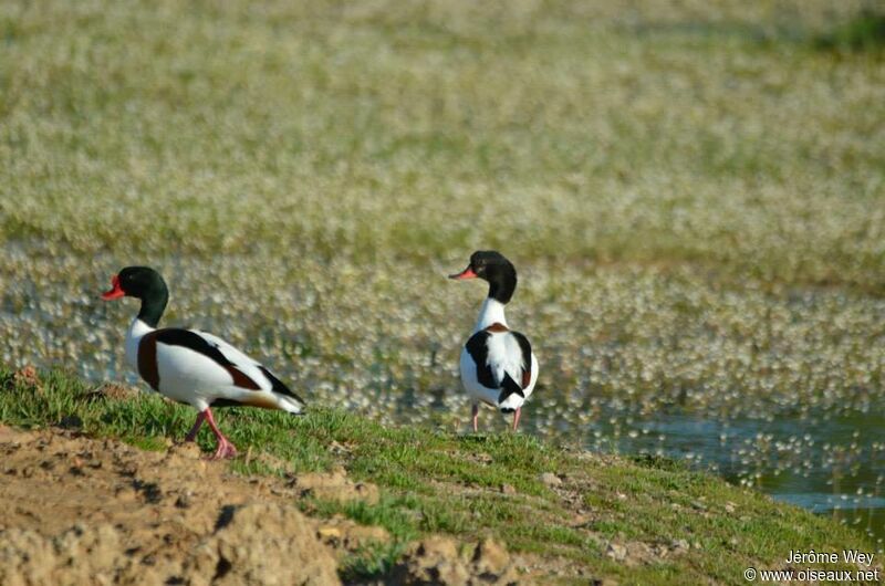 Common Shelduck