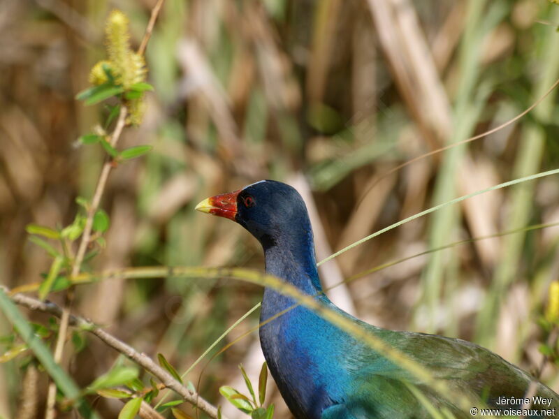 Purple Gallinule