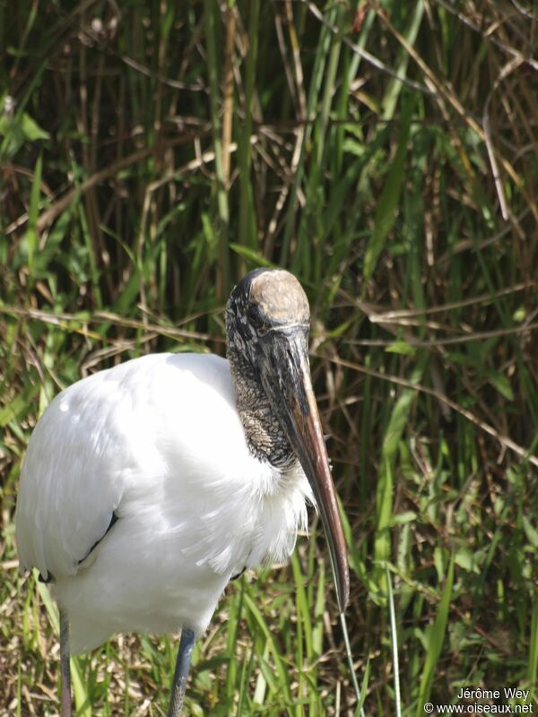 Wood Stork