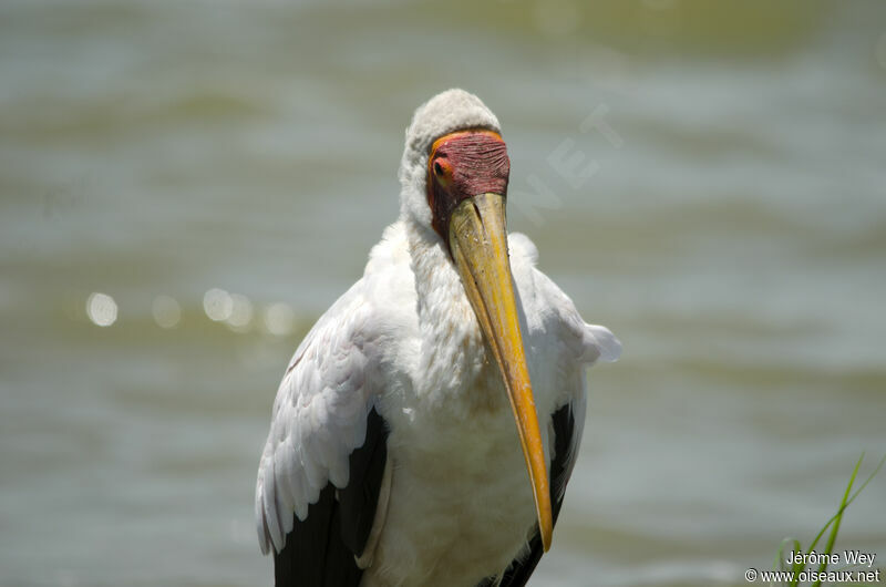 Tantale ibis