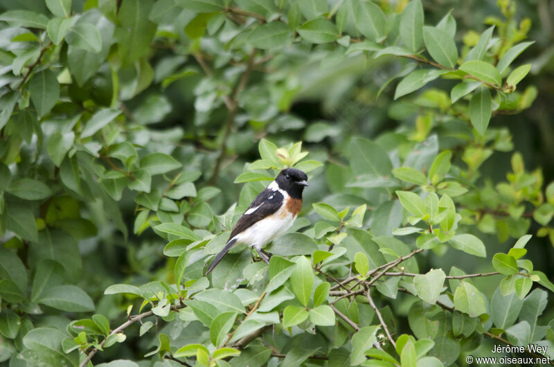 African Stonechat