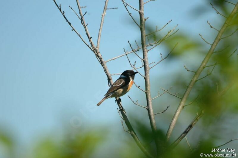 European Stonechat