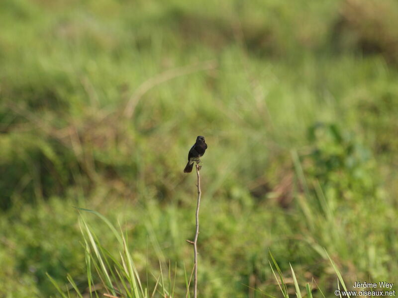 Pied Bush Chat