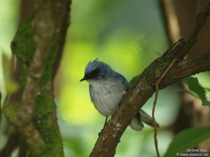 White-tailed Blue Flycatcher