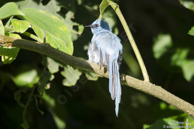 African Blue Flycatcher