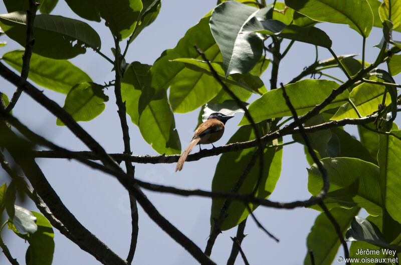 African Paradise Flycatcher