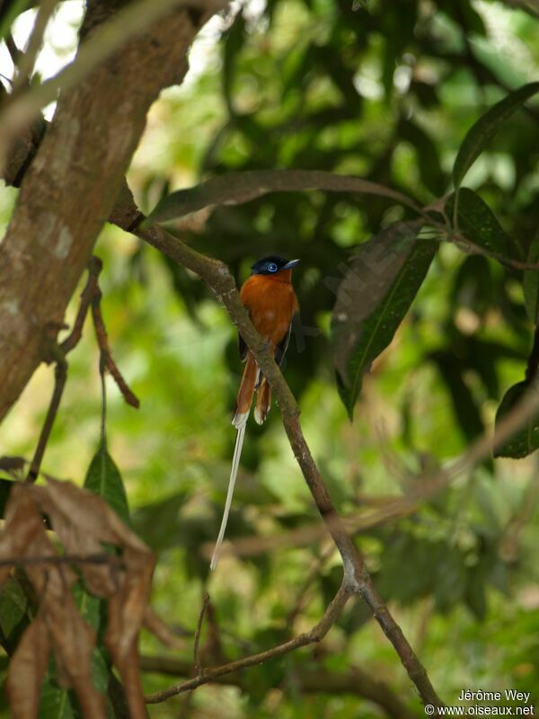 Malagasy Paradise Flycatcher