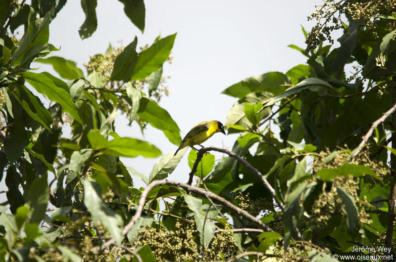 Baglafecht Weaver