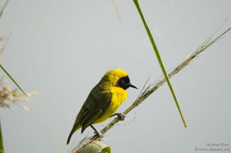 Slender-billed Weaver