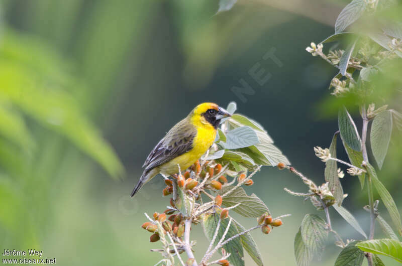 Compact Weaver male adult, identification