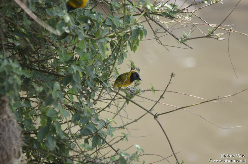 Lesser Masked Weaver