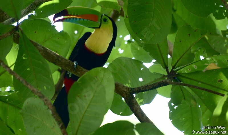 Toucan à carène