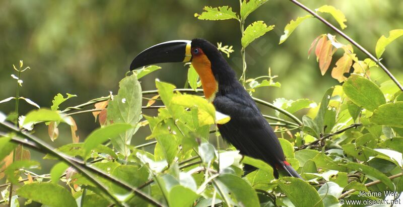 Channel-billed Toucan