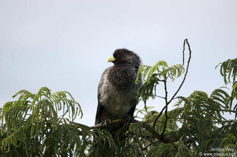 Eastern Plantain-eater