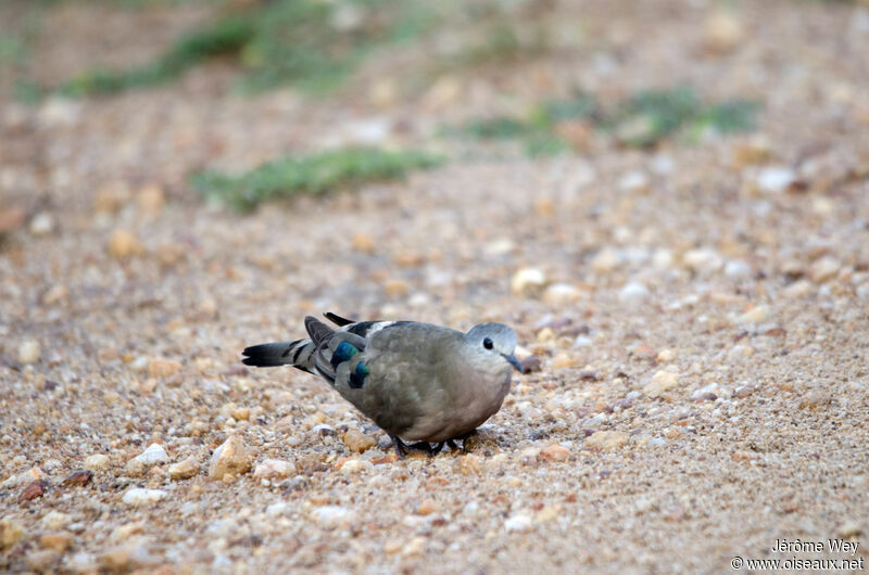 Emerald-spotted Wood Dove