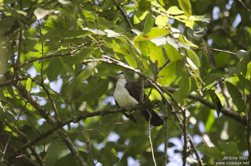 Tambourine Dove