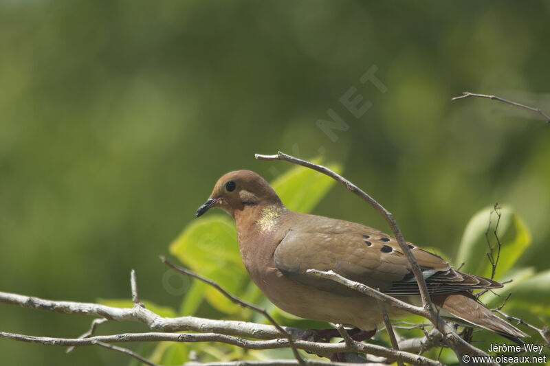 Zenaida Dove