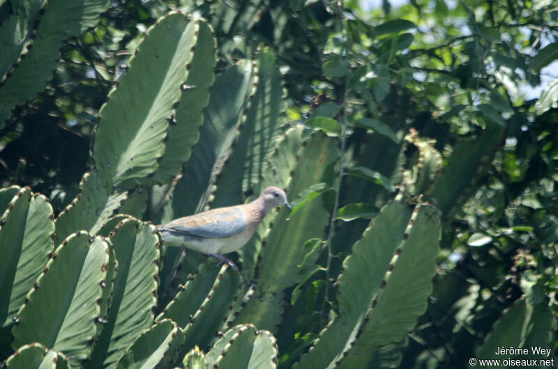 Laughing Dove