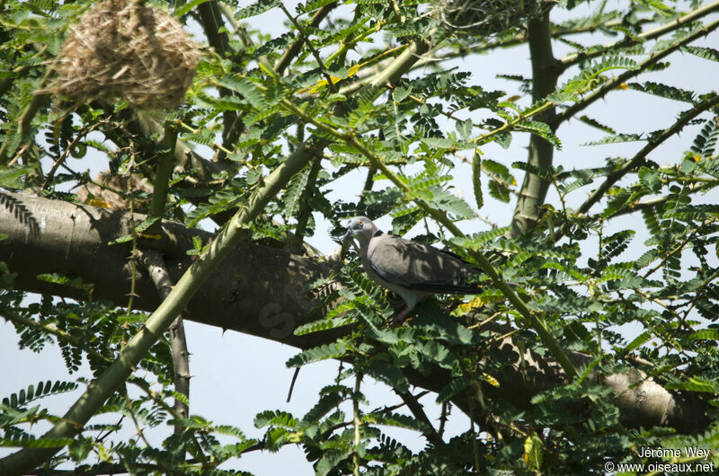 Mourning Collared Dove