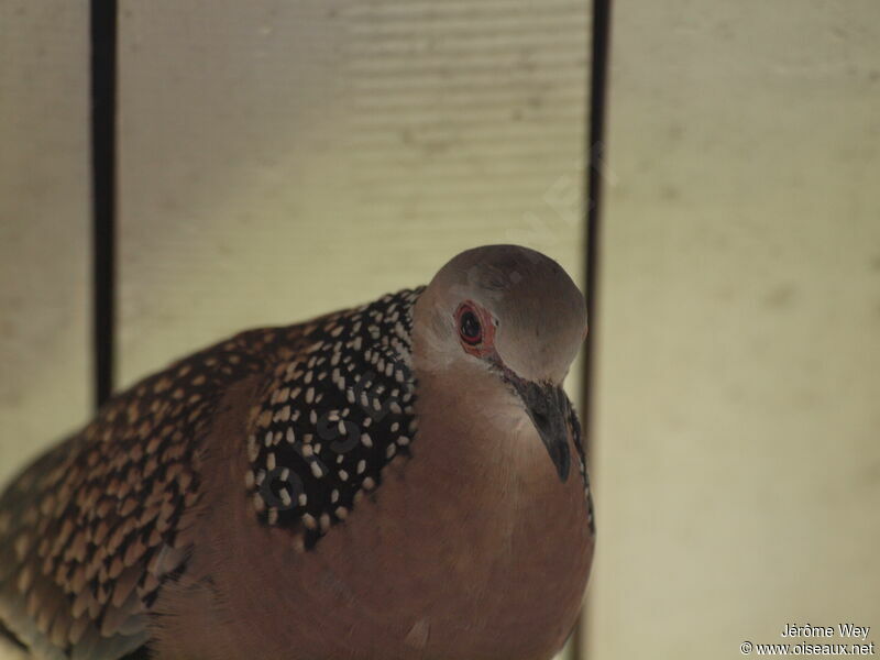 Spotted Dove