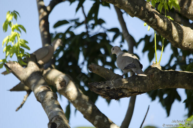 Eurasian Collared Dove