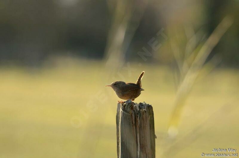 Eurasian Wren