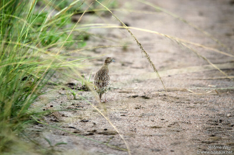 Common Buttonquail