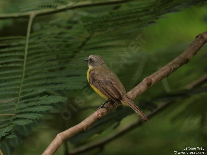 Grey-capped Flycatcher