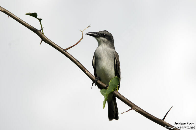 Grey Kingbird