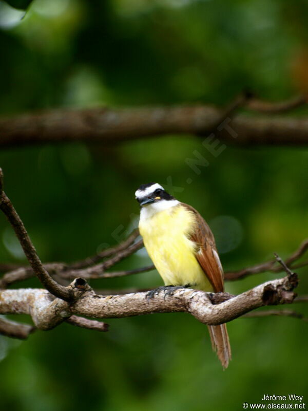 Great Kiskadee