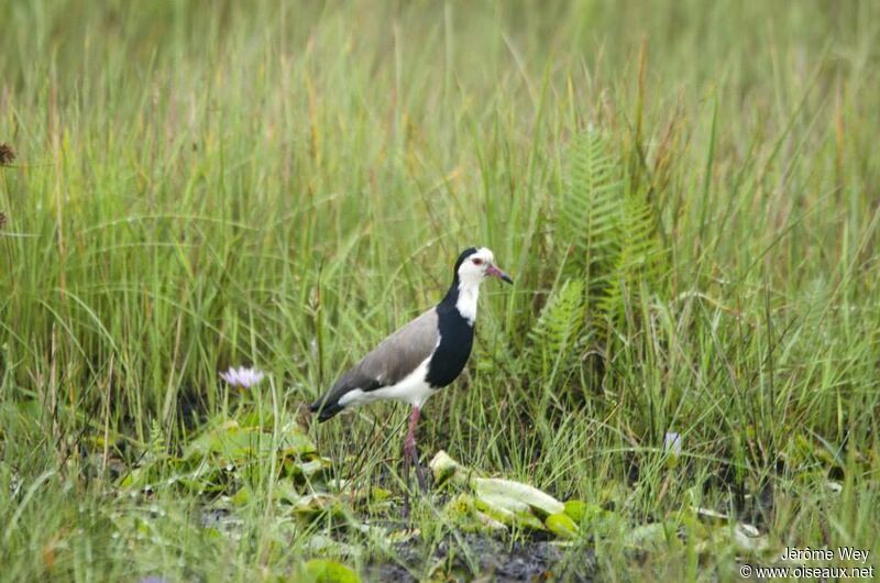 Vanneau à ailes blanches