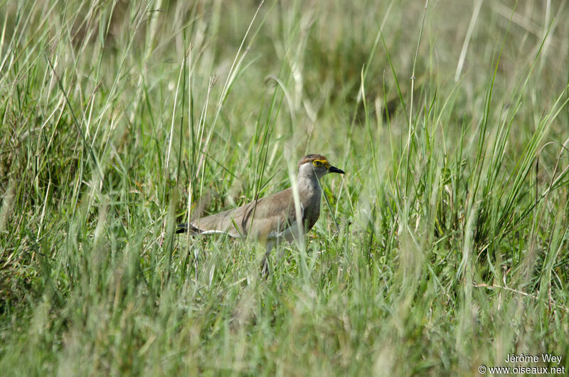 Brown-chested Lapwing