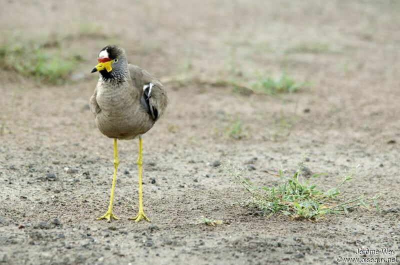 African Wattled Lapwing