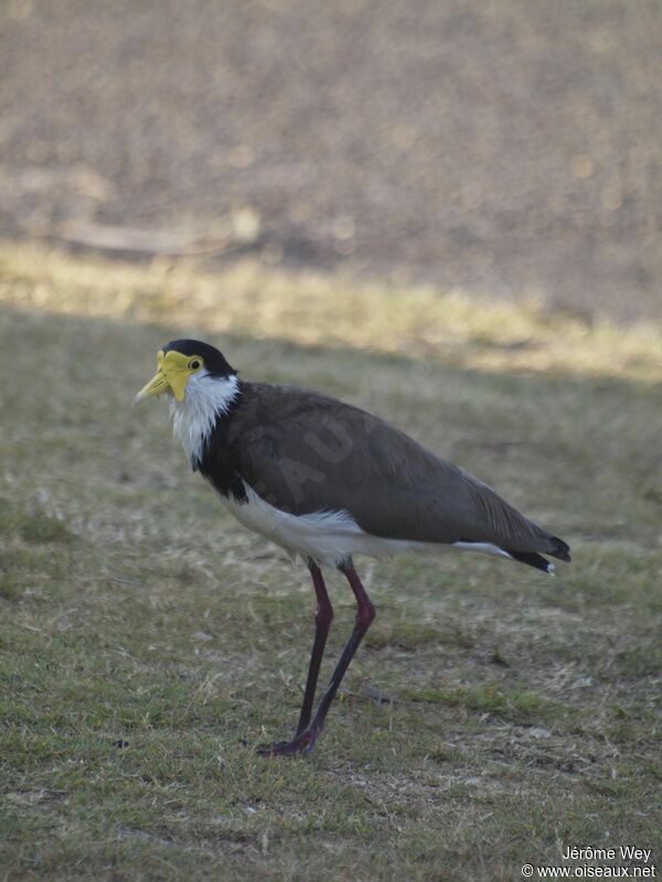 Masked Lapwing