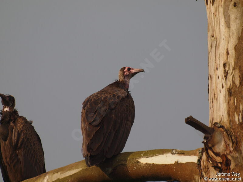 Vautour charognard