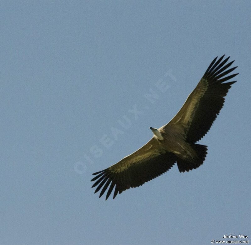 Vautour fauve