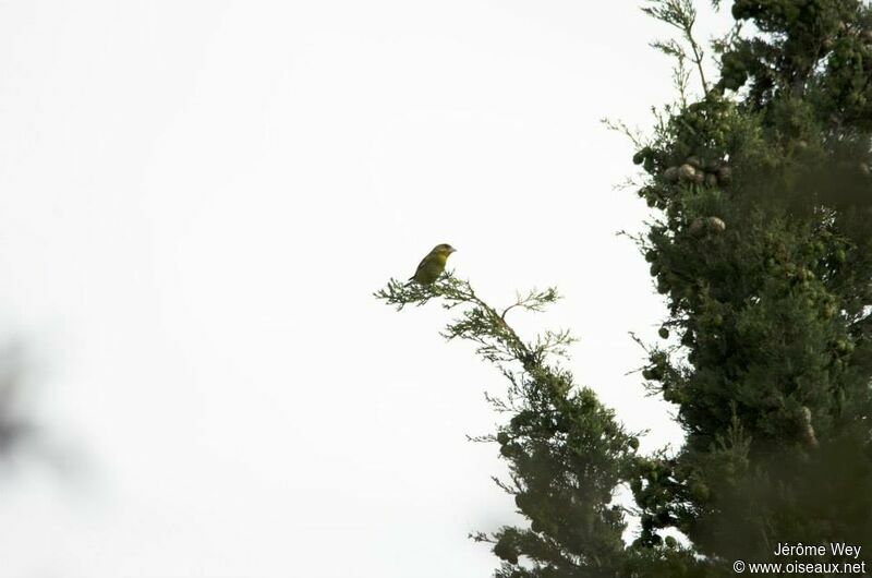 European Greenfinch