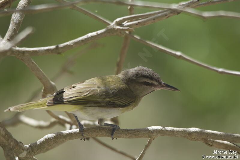 Black-whiskered Vireo