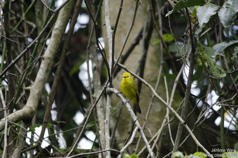 Green White-eye