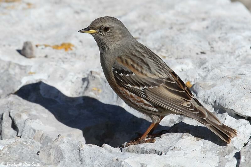 Alpine Accentor