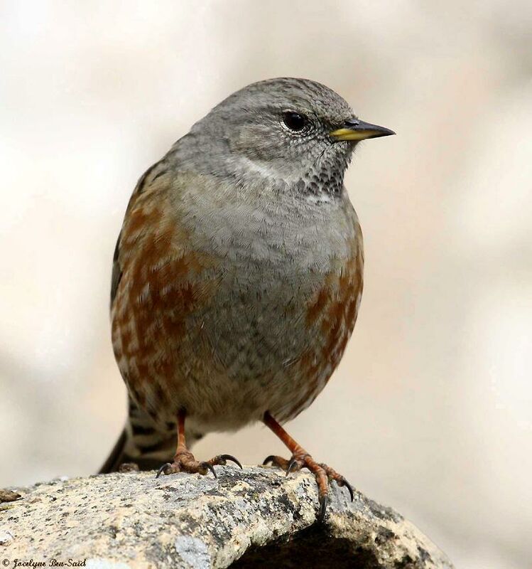 Alpine Accentor