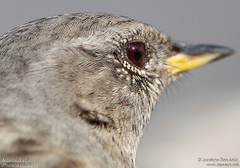 Alpine Accentor