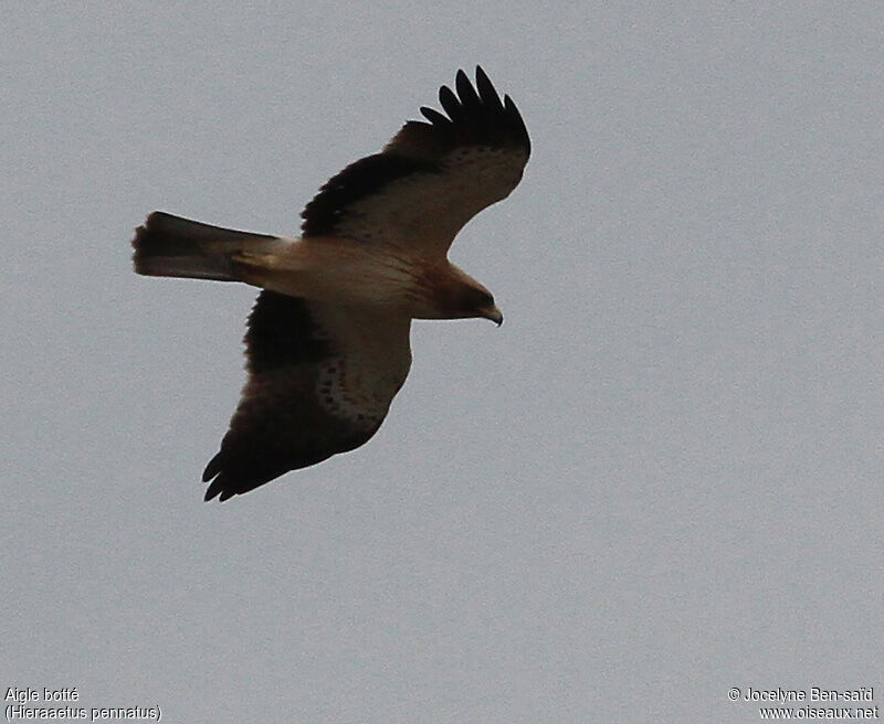 Booted Eagle