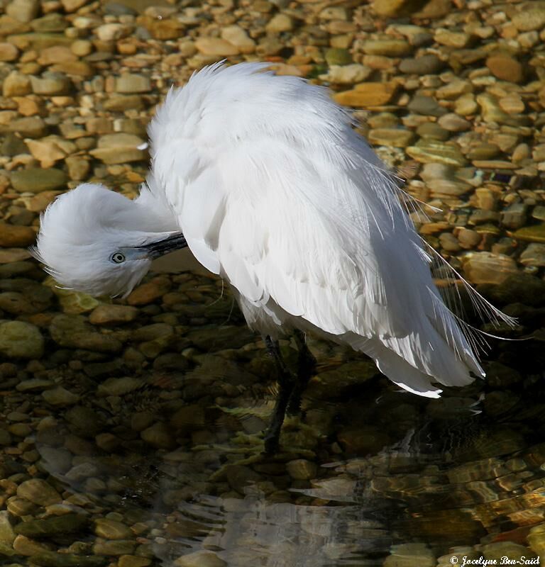 Little Egret