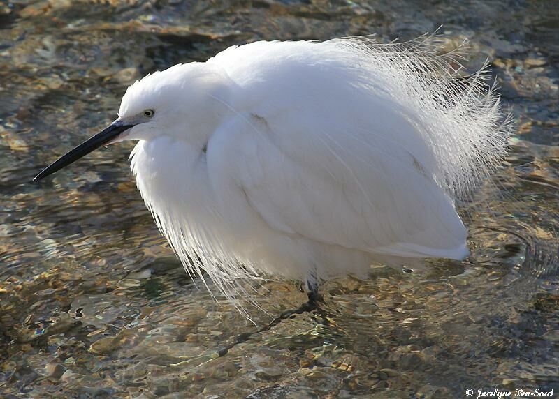 Aigrette garzette